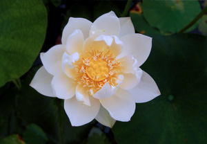 Beauty of a Flower chapter lotus samurai